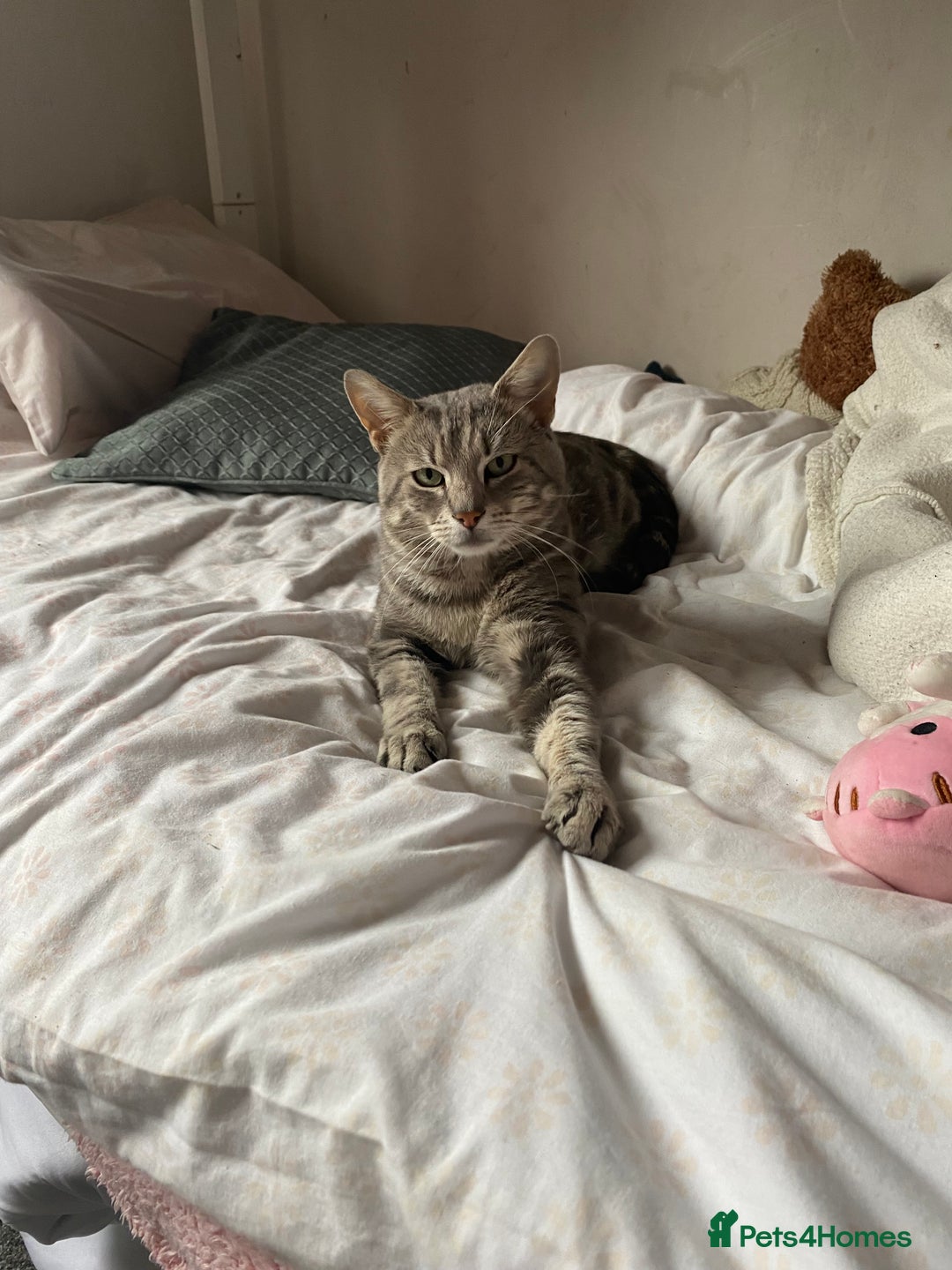 British Shorthair cats for sale: 4 beautiful kittens - Image 18