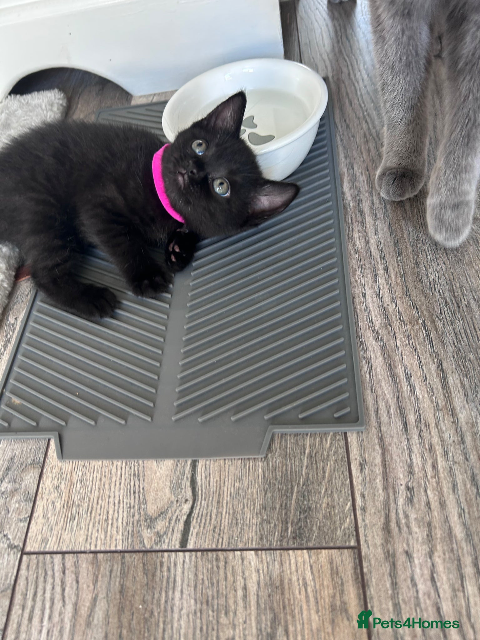 British Shorthair cats for sale: 5 British shorthair kittens  - Advert 18