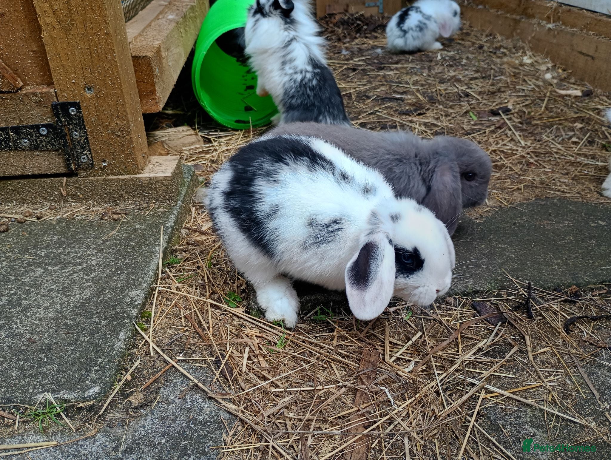 Mini Lion Lop rabbits Mini lop and mini lion lops - Advert 13