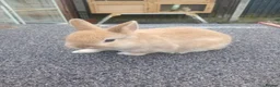 Netherland Dwarf rabbits for sale: Netherland dwarf baby  - Advert 3