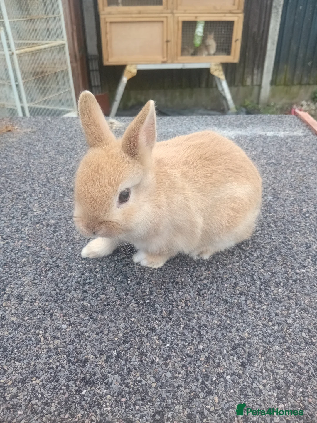 Netherland Dwarf rabbits for sale: Netherland dwarf baby  - Advert 3