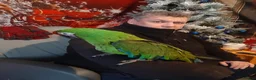 Macaws birds for sale: Military Macaw - Advert 1