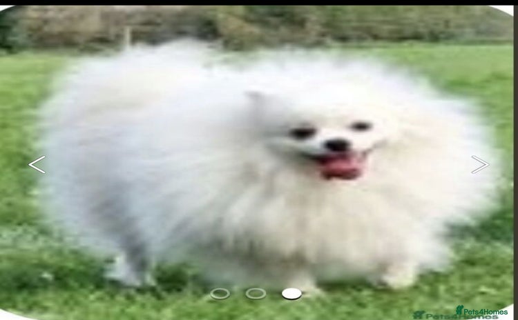 Pomeranian dogs - Advert 5