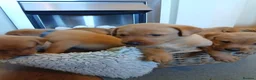 Labrador Retriever dogs for sale: Fox red labrador puppies  - Advert 4