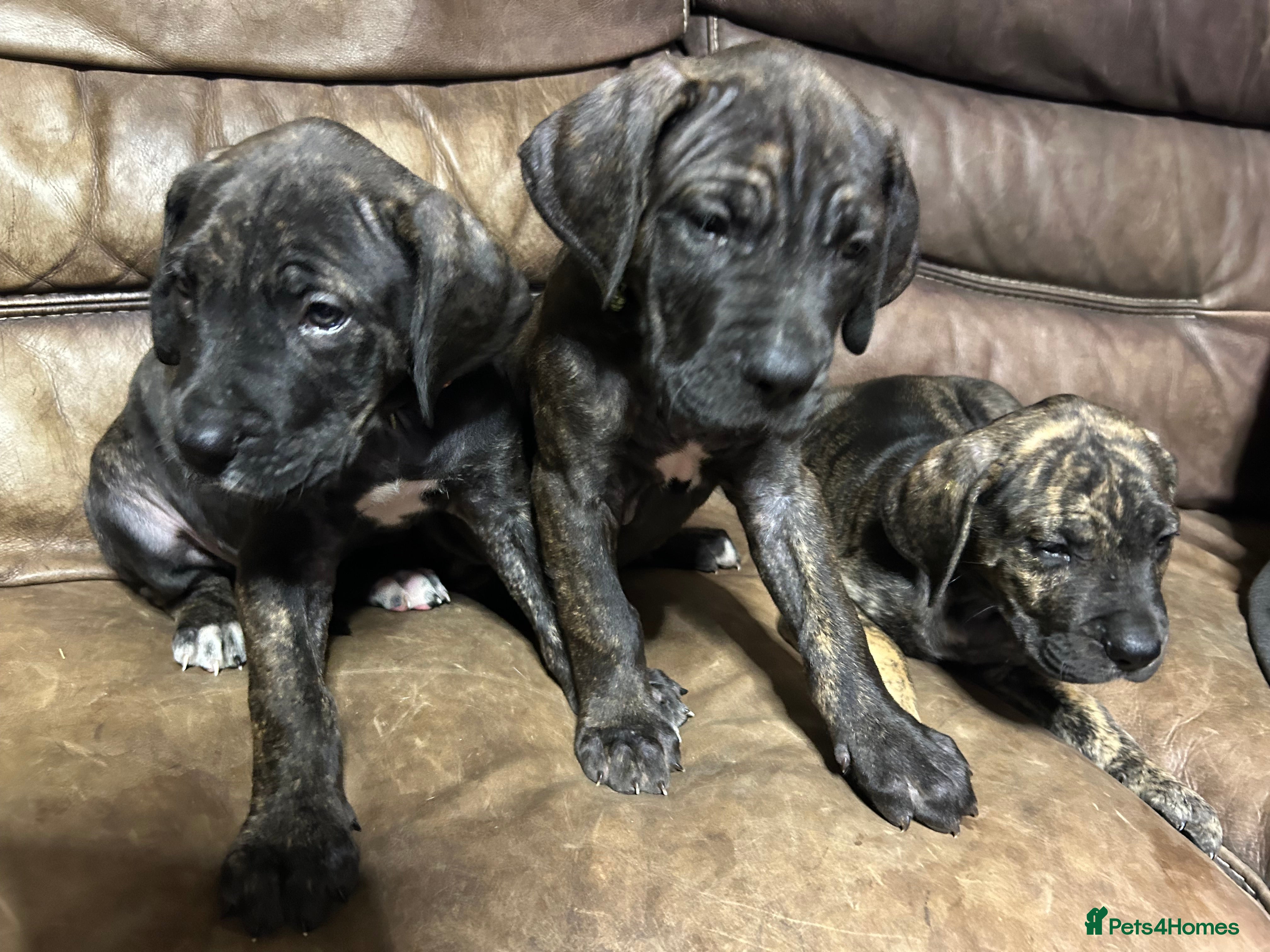 Mixed Breed dogs 3 Boys Daniff pups.Great Dane/Mastiff Ready 28th - Advert 1
