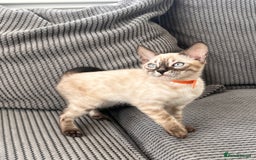 Bengal cats for sale: Stunning full pedigree bengal kittens  - Image 34