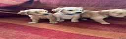 Golden Retriever dogs for sale: Kc registered golden retriever puppies  - Advert 5
