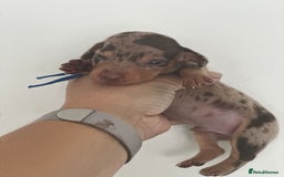 Miniature Dachshund dogs for sale: Smooth haired Miniature Dachshund - Image 10