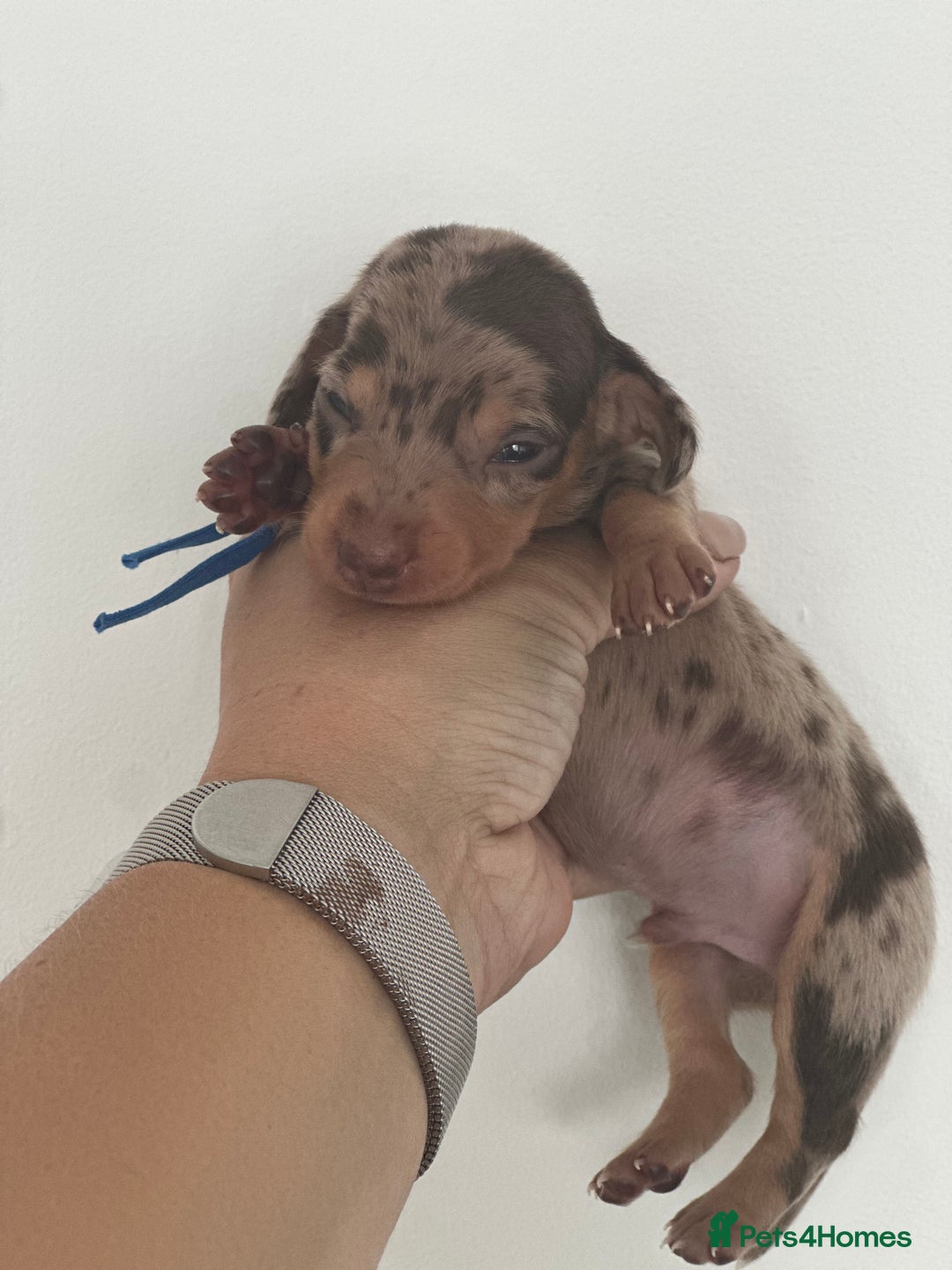 Miniature Dachshund dogs for sale: Smooth haired Miniature Dachshund - Image 10