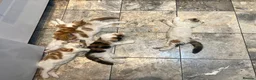 Mixed Breed cats for sale: Mrs S. Averlingiene  in Enfield - Advert 3