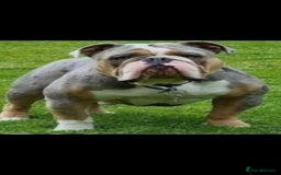 Olde English Bulldogge dogs for sale: Old English Bulldog Puppies - Image 36