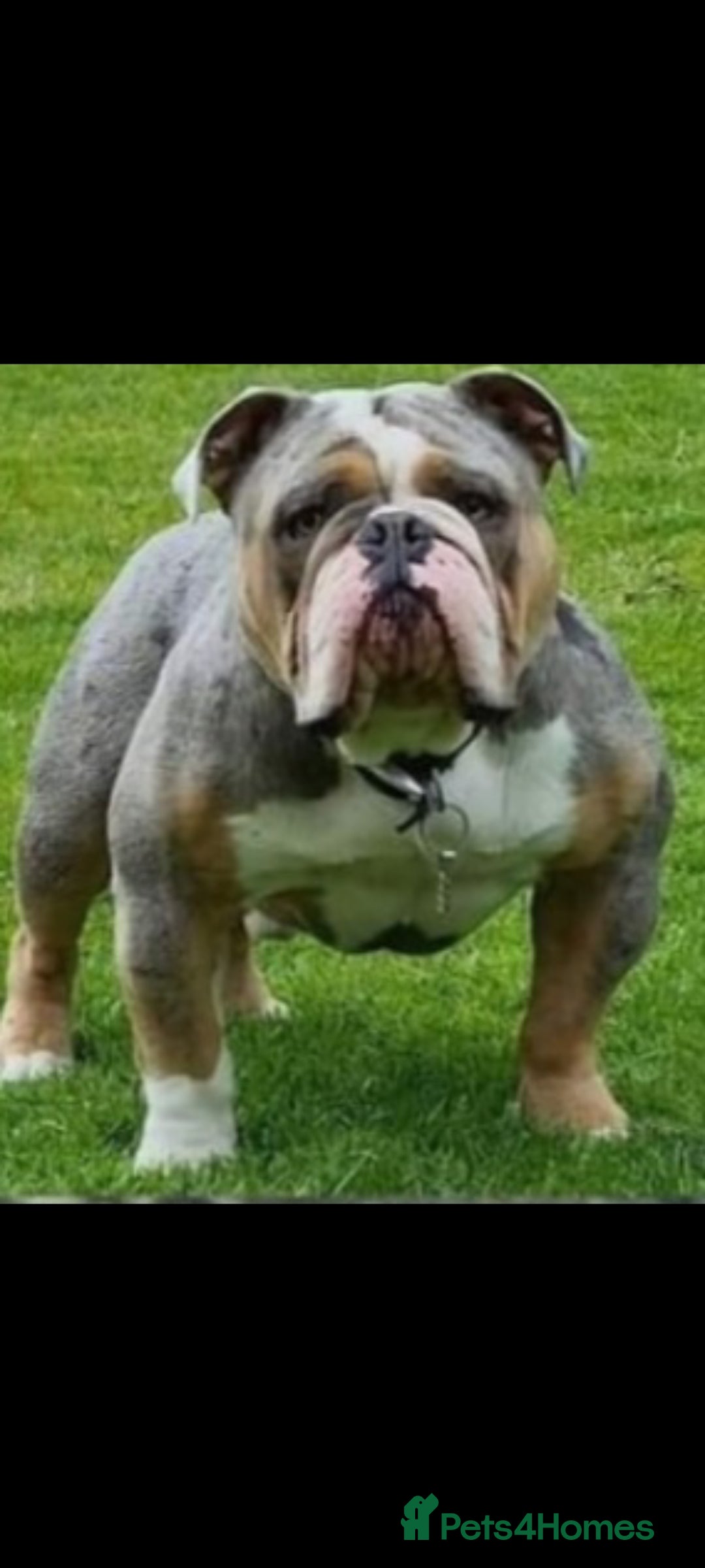 Olde English Bulldogge dogs for sale: Old English Bulldog Puppies - Image 36