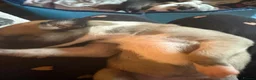Whippet dogs for sale: magical whippets - Advert 13