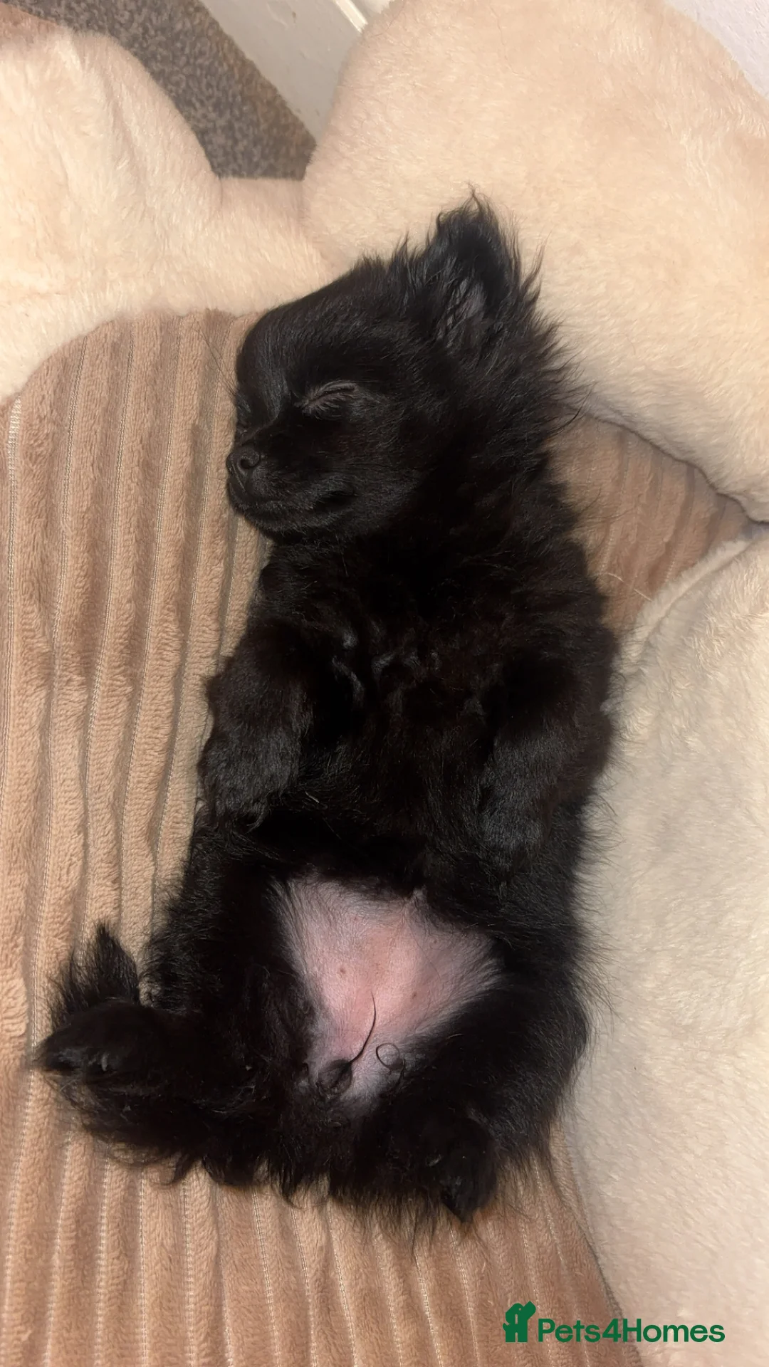 Pomchi dogs for sale: Pomchi black girl  in Bishop Auckland - Advert 4