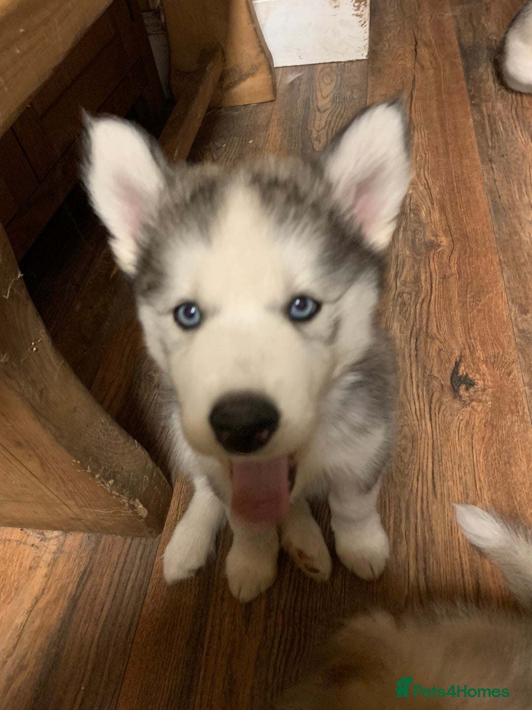 Utonagan dogs for sale: Husky x malamute  - Image 15