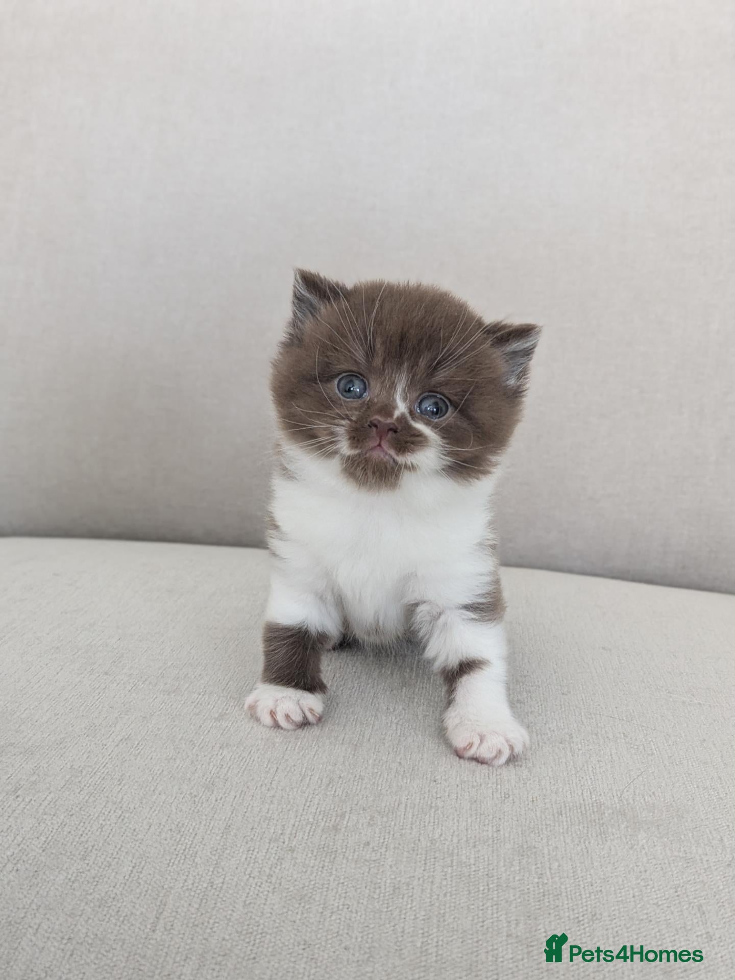 British Shorthair cats GCCF registered Pedigree British Shorthair Kittens - Advert 3