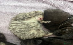 British Shorthair cats for sale: Lovely kittens - Image 2