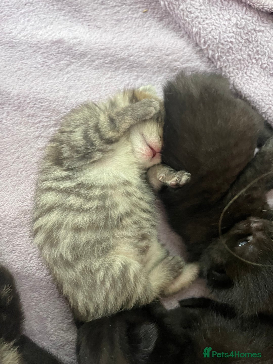British Shorthair cats for sale: Lovely kittens - Image 2