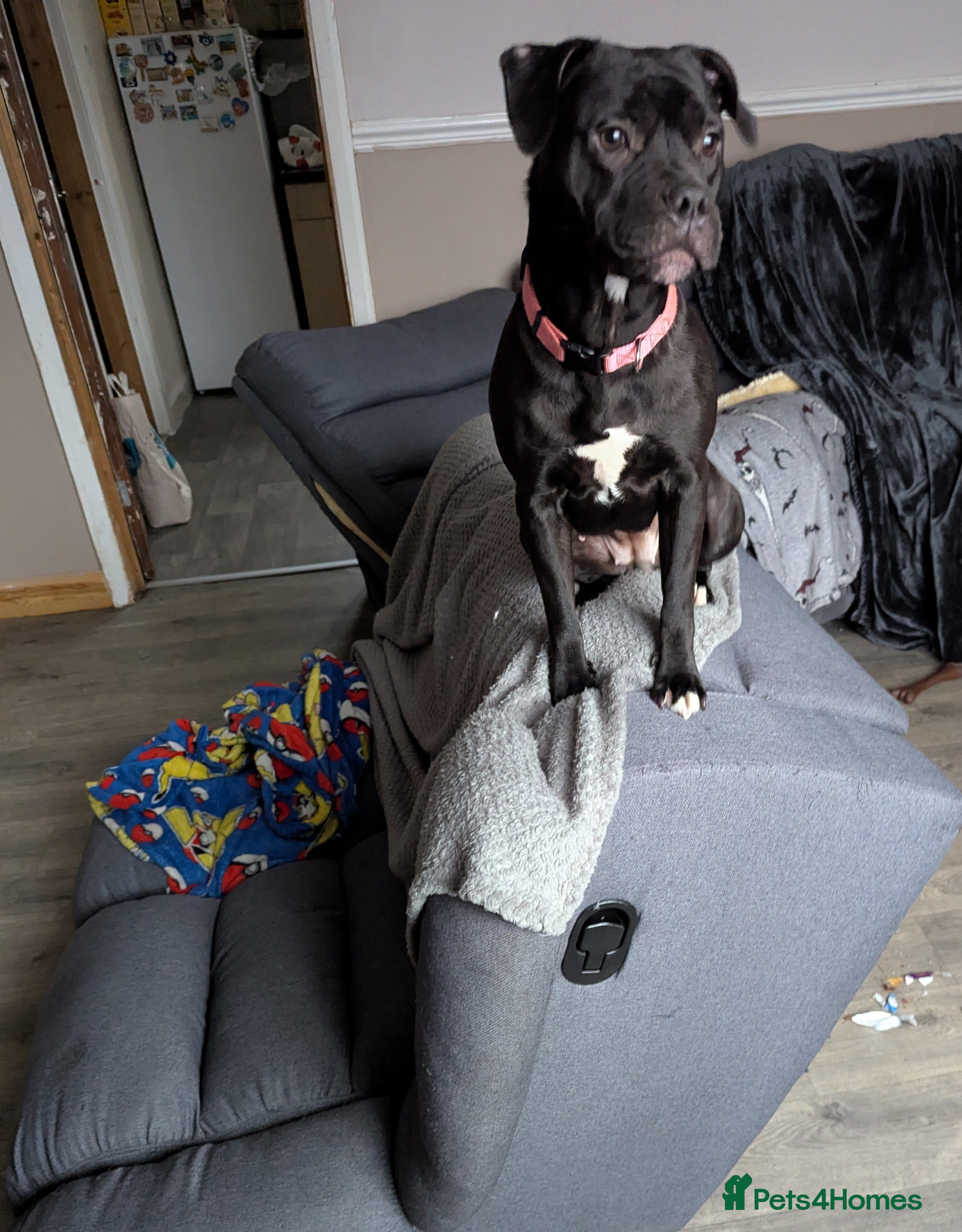 Staffordshire Bull Terrier dogs Staffy - Advert 1