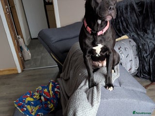 Staffordshire Bull Terrier dogs Staffy - Advert 1