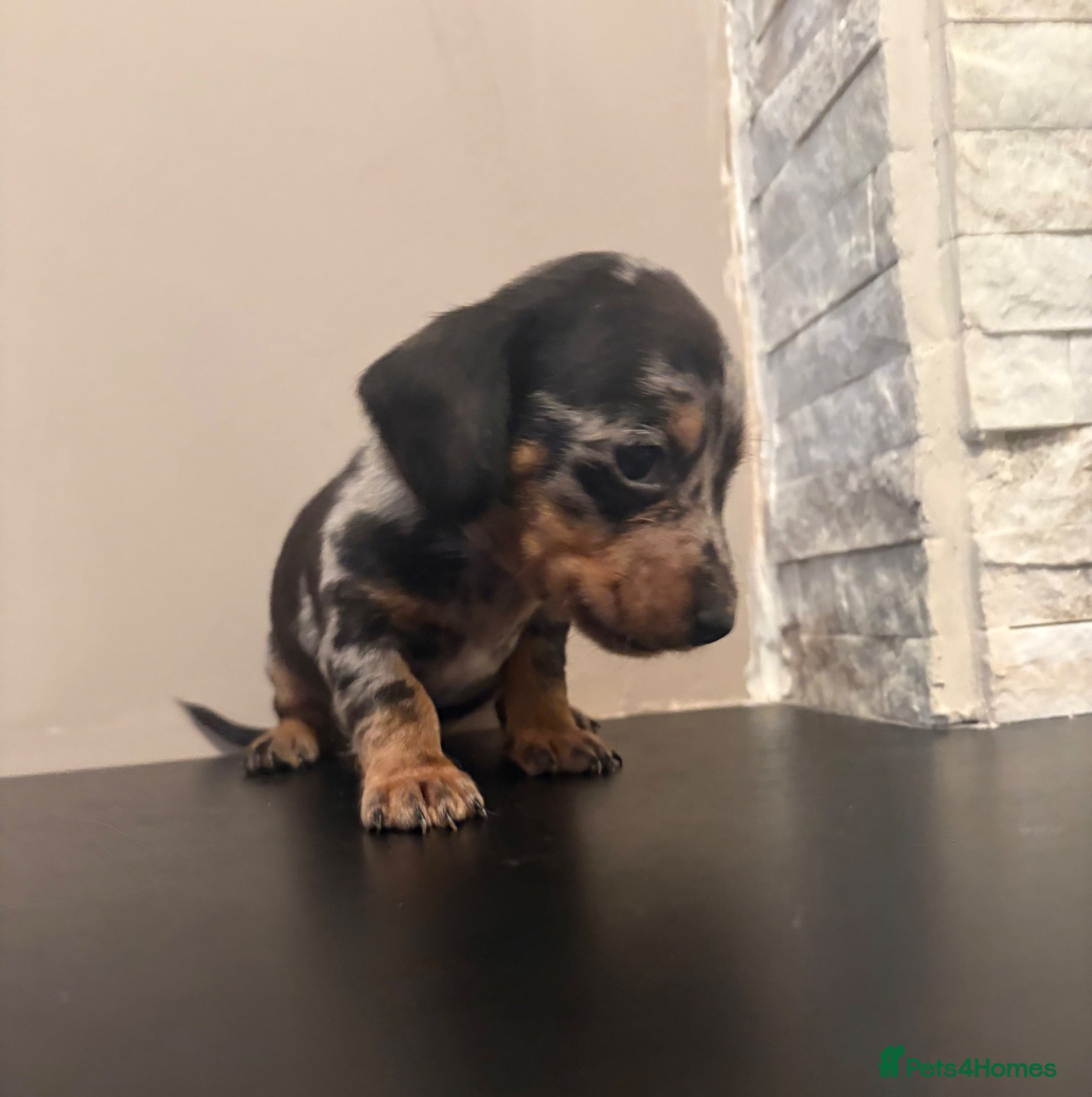 Miniature Dachshund dogs Beautiful miniature dachshund PRA clear boys  - Advert 15