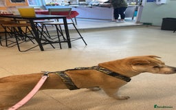 Mixed Breed dogs for sale: Shar pei rehome - Image 6