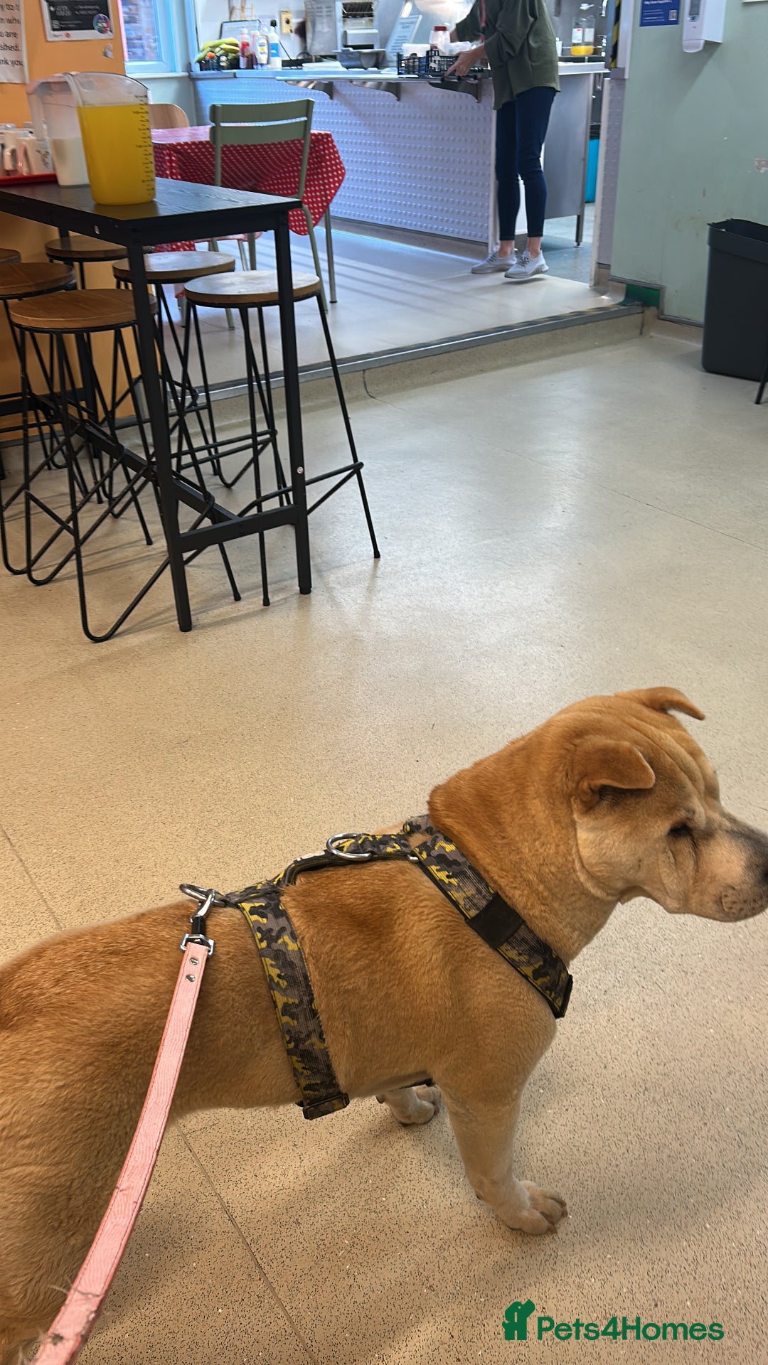 Mixed Breed dogs for sale: Shar pei rehome - Image 6