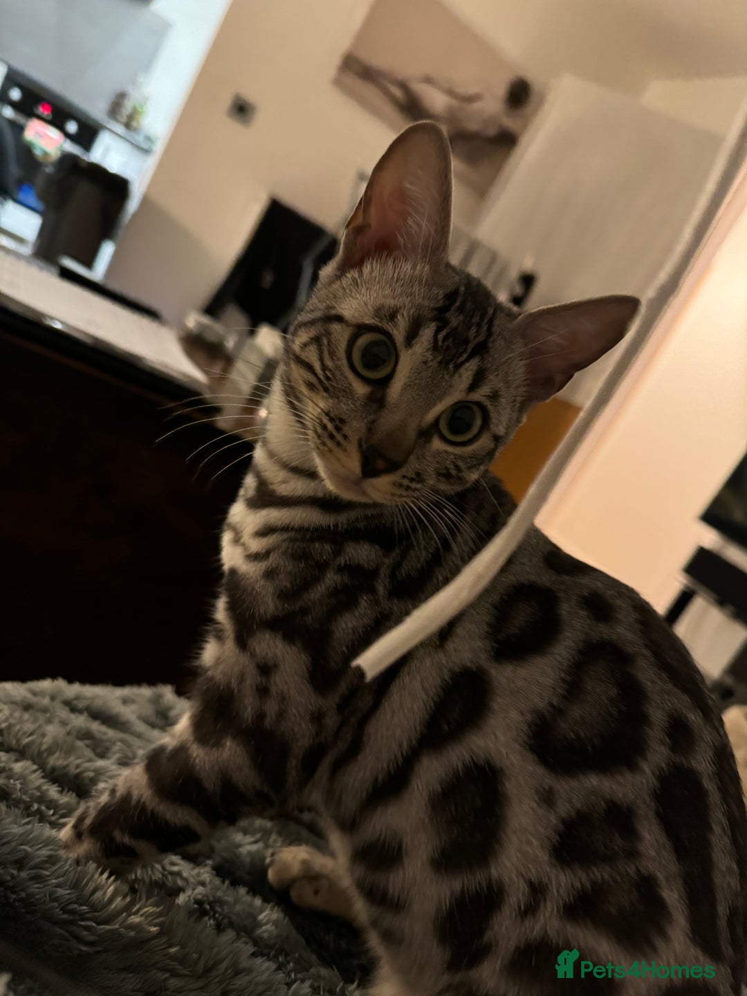 Bengal cats for sale: Silver rosetted Bengal🐆 - Image 11