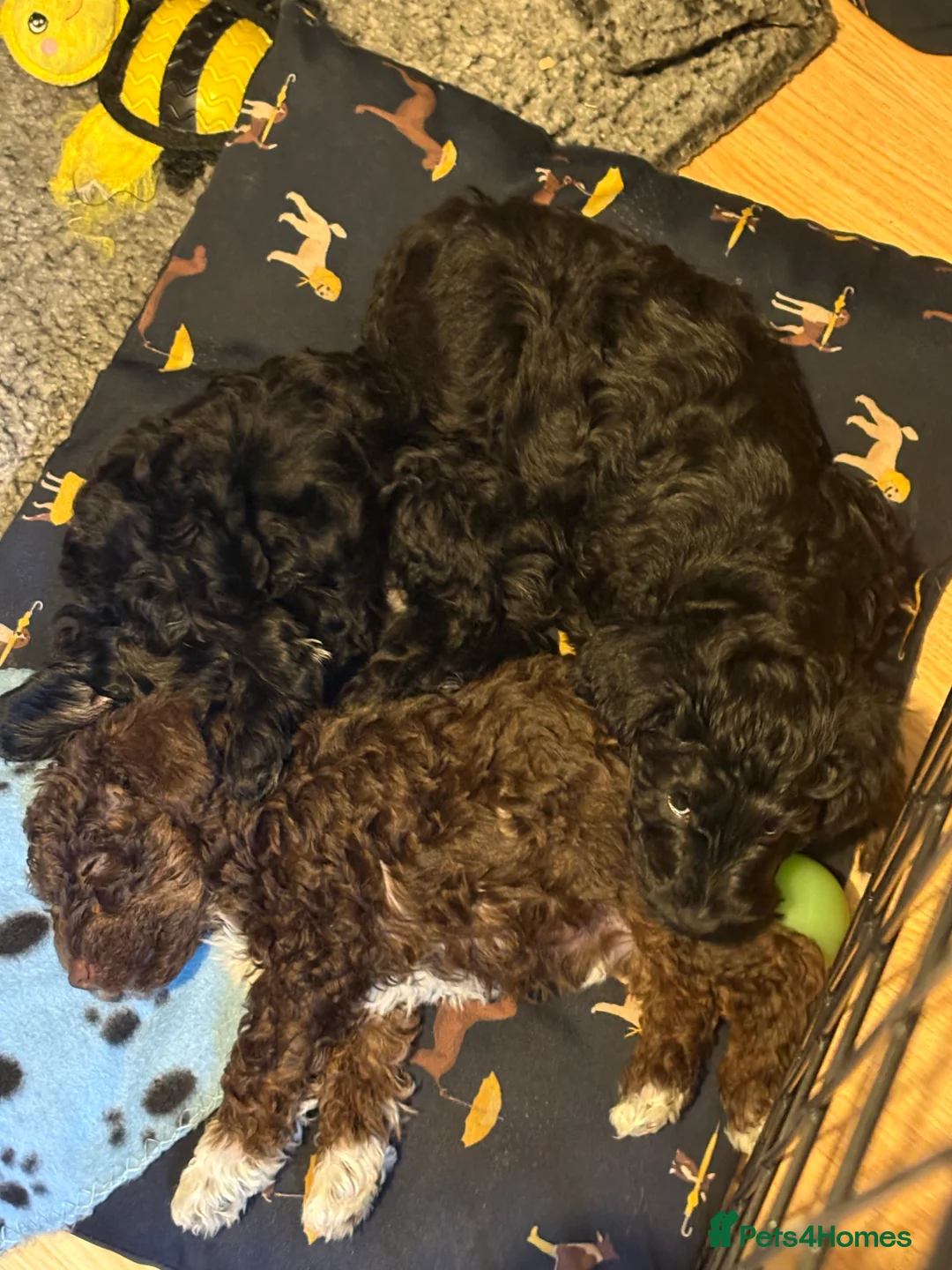 Schnoodle dogs for sale: 2 adorable black male schnoodle pups for sale - Advert 2