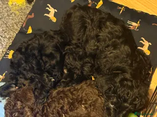 Schnoodle dogs 2 adorable black male schnoodle pups for sale - Advert 2