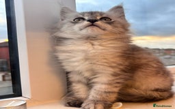 Maine Coon cats for sale: 5 Amazing Maine Coon kittens  - Image 17