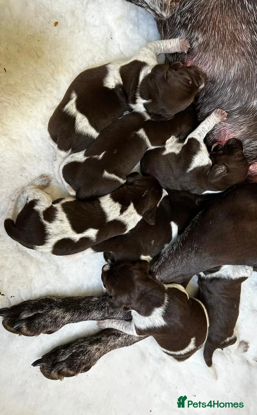 German Shorthaired Pointer dogs for sale: *German Shorthaired Pointer Puppies* - Advert 10