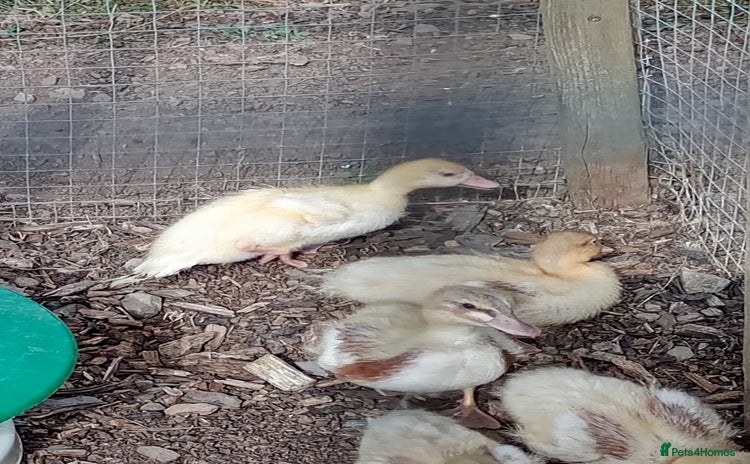 Ducks poultry - Advert 3