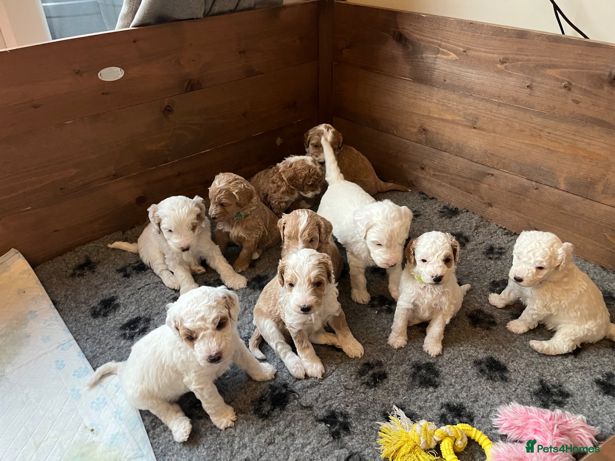 Australian Labradoodle dogs AUSTRALIAN LABRADOODLES - Health Tested - Advert 1