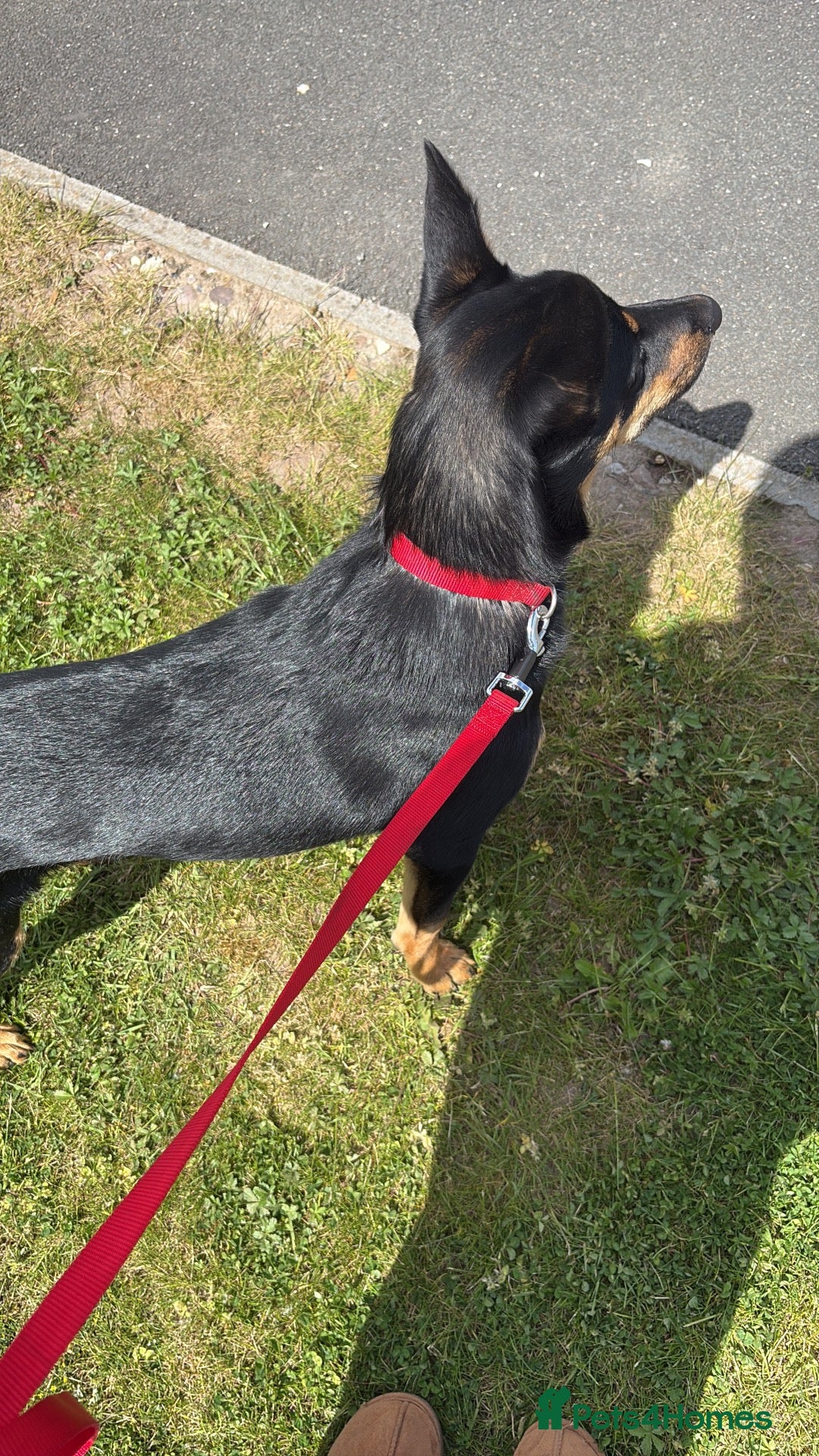 Mixed Breed dogs Kelpie x Border Collie 11 Month Old Puppy Rehome  - Advert 2
