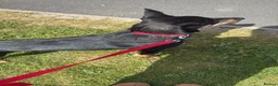 Mixed Breed dogs for sale: Kelpie x Border Collie 11 Month Old Puppy Rehome  - Advert 2
