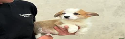 Welsh Corgi Pembroke dogs for sale: Welsh Pembroke Corgi puppies  in Workington - Advert 8