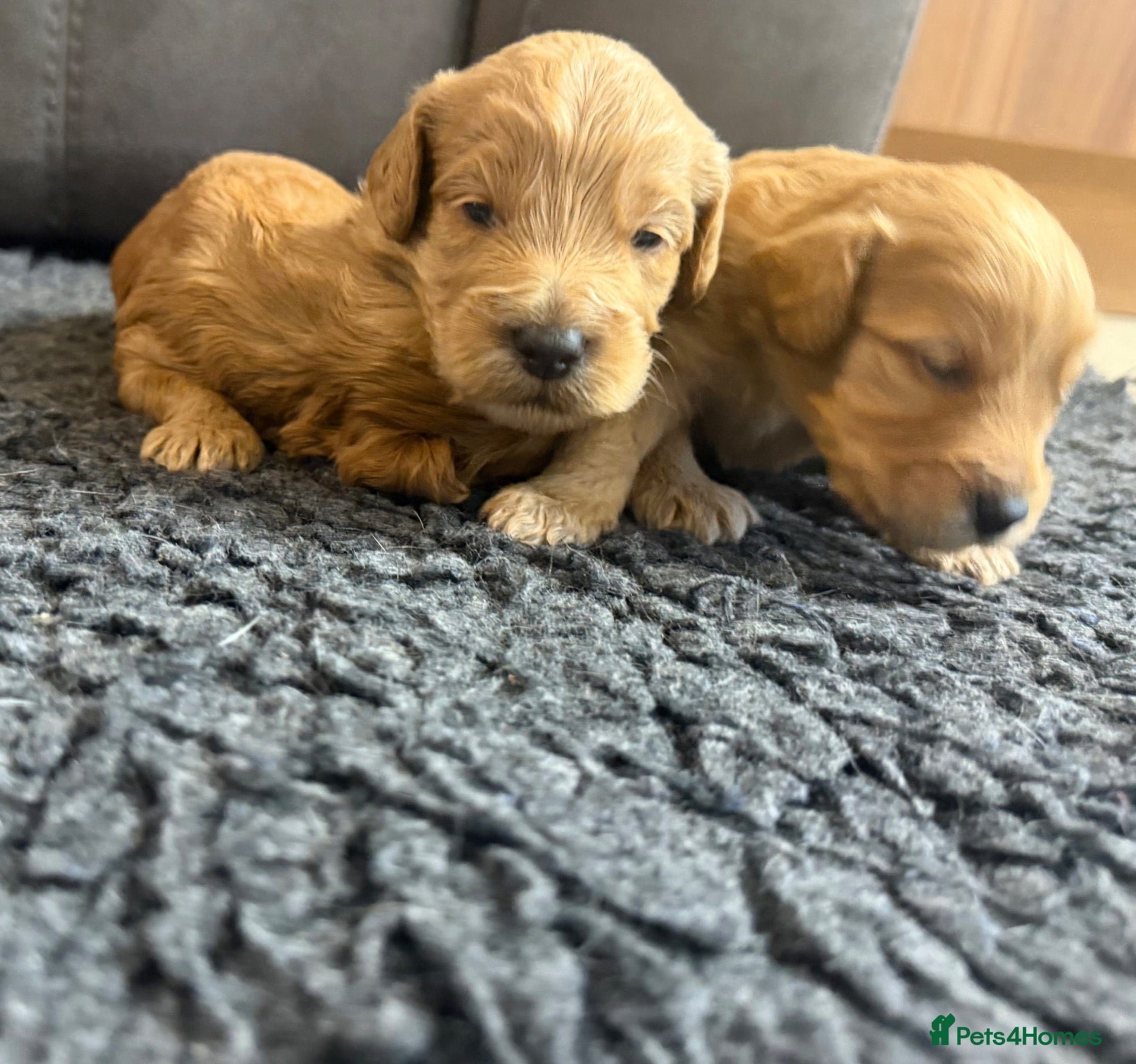 Cockapoo dogs Beautiful F1 Cockapoo Puppies  - Advert 1