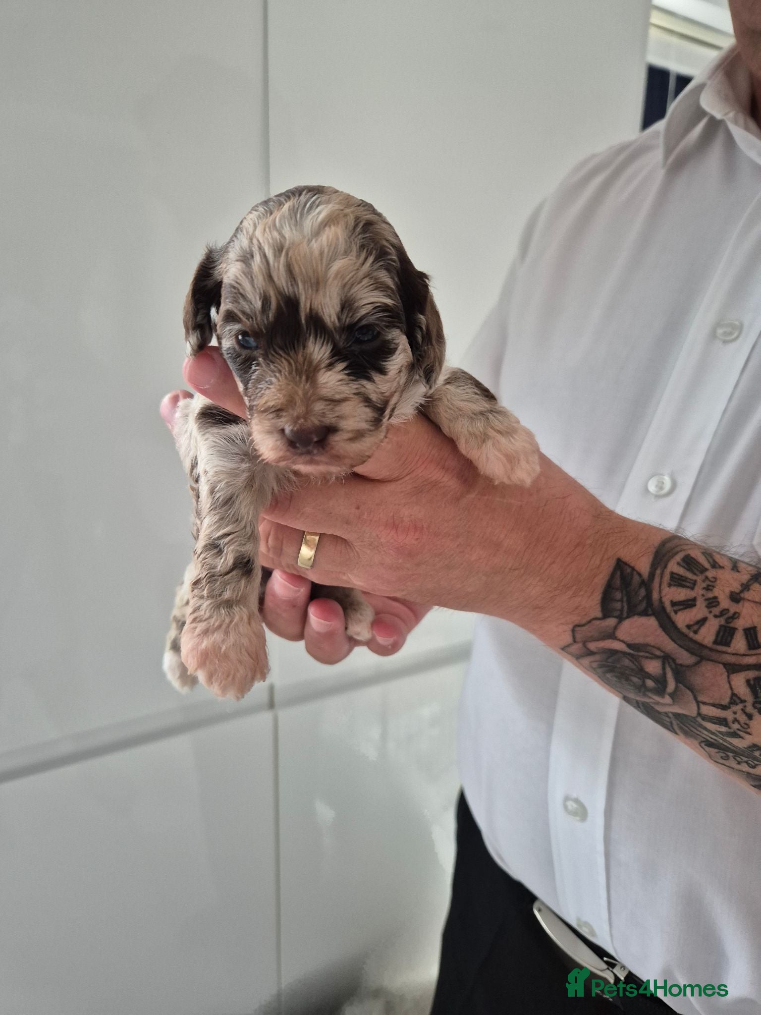 Cockapoo dogs Chocolate/merle cockapoos - Advert 2