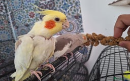 Parrots birds for sale: 4 sweet parrots - not sold separately. - Image 9