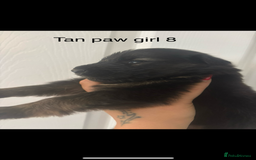 German Shepherd dogs for sale: CUTE 3/4 GERMAN SHEPHERD PUPPIES READY 27th AUGUST - Image 5