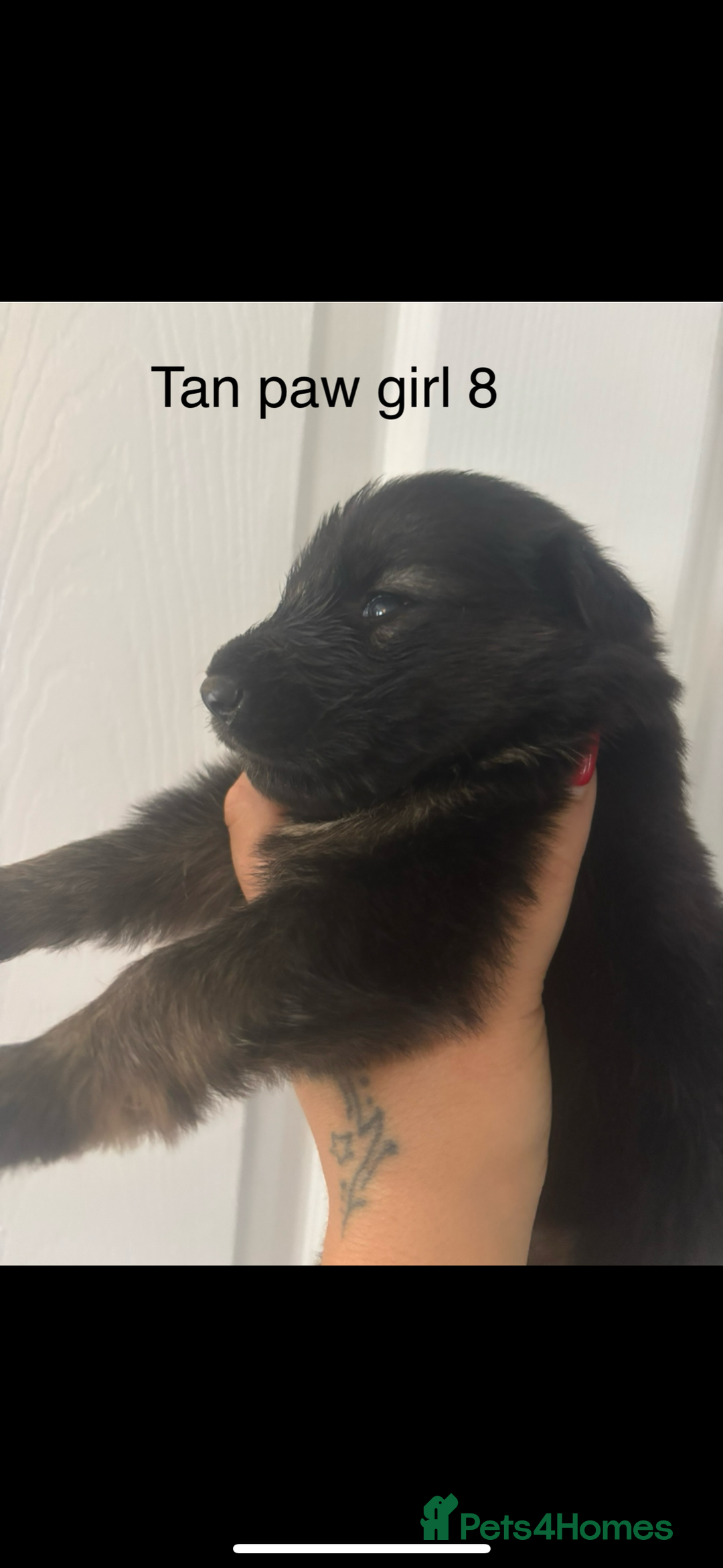 German Shepherd dogs for sale: CUTE 3/4 GERMAN SHEPHERD PUPPIES READY 27th AUGUST - Image 5