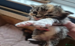 Mixed Breed cats for sale: I have both parents, adorable kittens - Image 4
