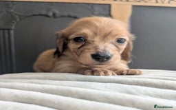 Dachshund dogs for sale: Long haired miniature Dachshunds  - Image 32