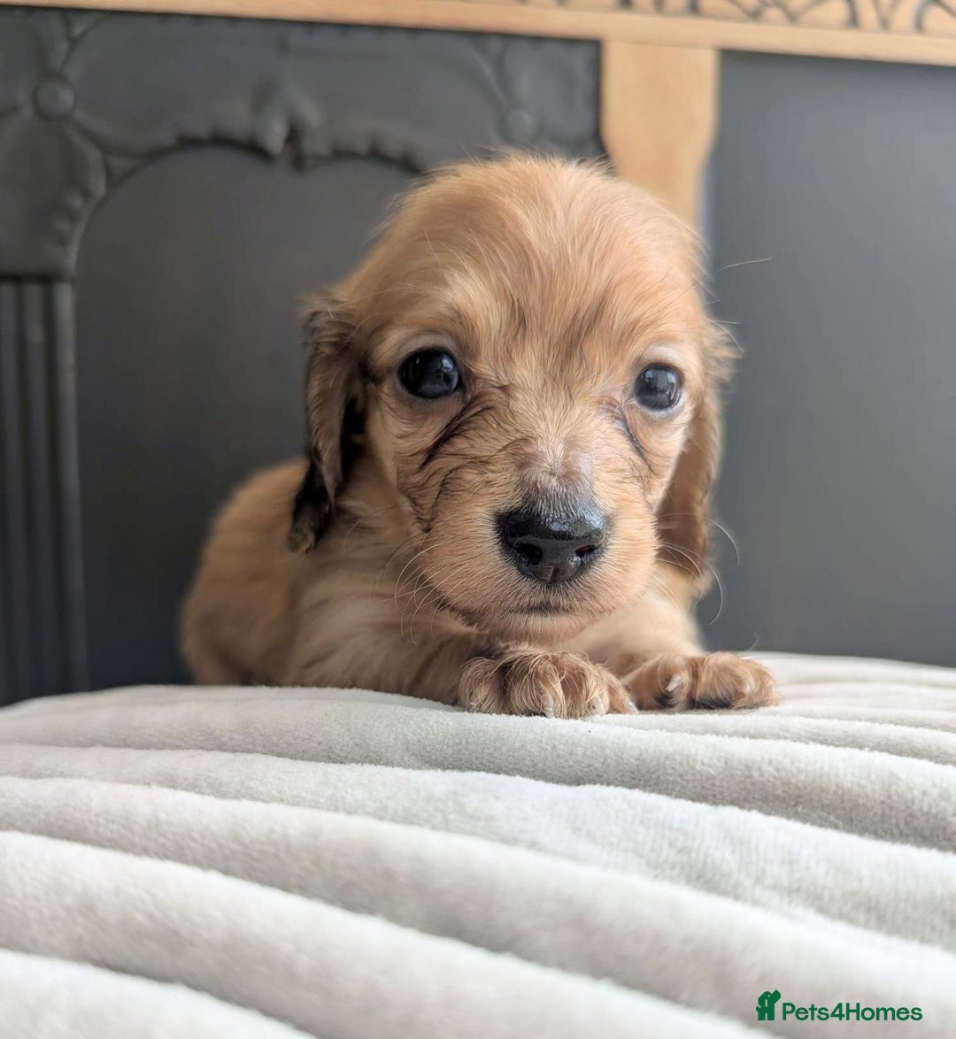 Dachshund dogs for sale: Long haired miniature Dachshunds  - Image 32