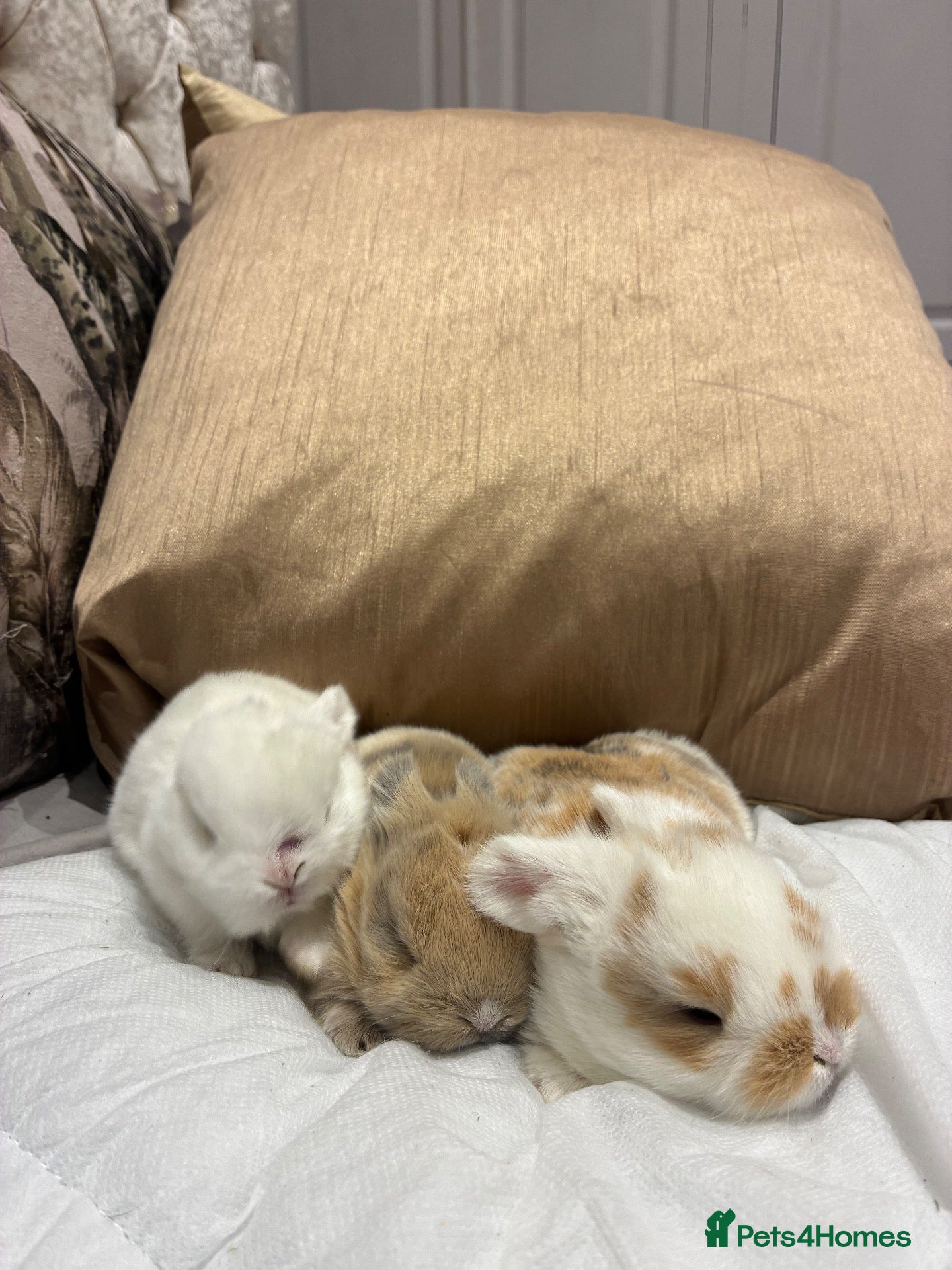 Mini Lop rabbits Cute Blue Mini Lop Babies  - Advert 2