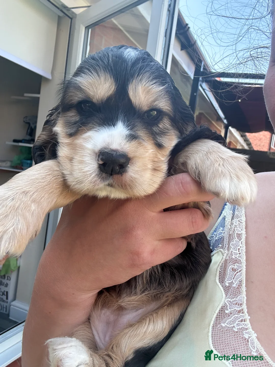Cocker Spaniel dogs for sale: 🌟Rare Coloured Show-Type Cocker Spaniel Puppies🌟 - Advert 2