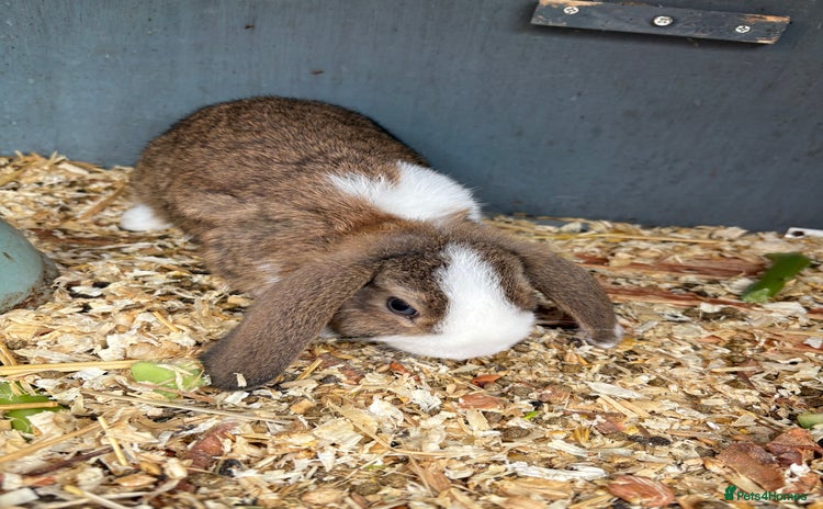 English Lop rabbits - Advert 5