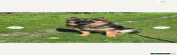 German Shepherd dogs for stud: Axel, German Shepherd🐾 - Advert 8