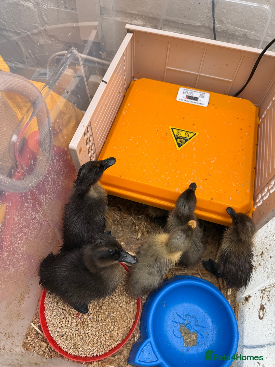 Ducks poultry for sale: Indian runner ducklings  - Image 1